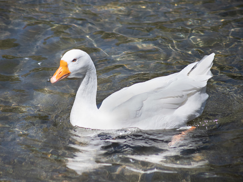 A goose floats on the lake in Lake Arrowhead California