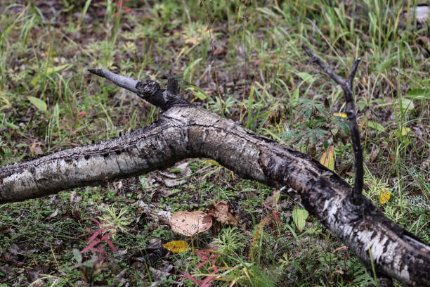 champignons sauvages en alaska à l’automne - 3369 photos et images de collection