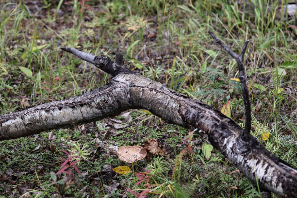 wild mushrooms in alaska in fall - 3369 imagens e fotografias de stock