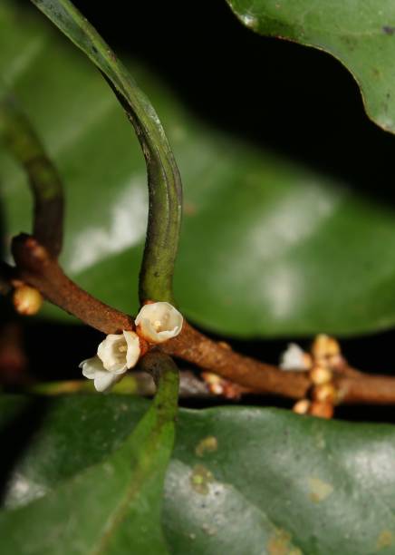 istock Flowers of neotropical tree Pouteria reticulata (Sapotaceae) 1424132176
