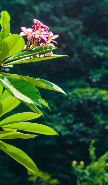 istock a beautiful wild plumeria in pink 1424132399