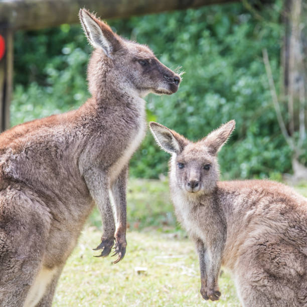 kangaoos grises orientales - madre y joey - parque nacional murramarang fotografías e imágenes de stock