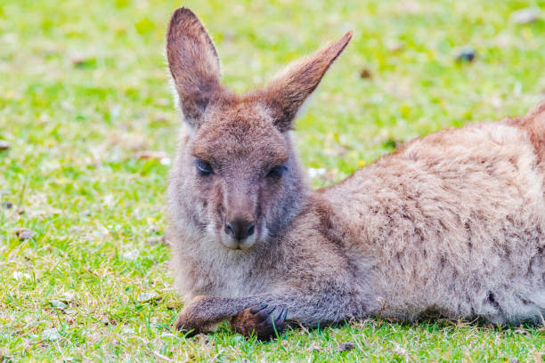 eastern grey kangaoo - un joven joey - parque nacional murramarang fotografías e imágenes de stock
