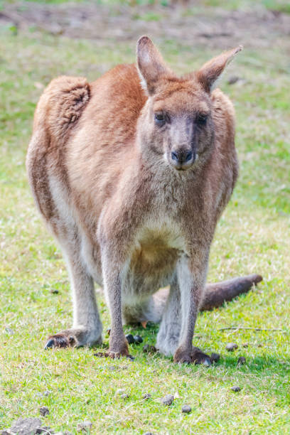 kangaoos grises orientales - parque nacional murramarang fotografías e imágenes de stock