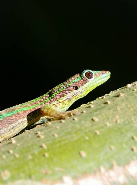 istock Close-up of a gecko on trunk of tree 1424138743