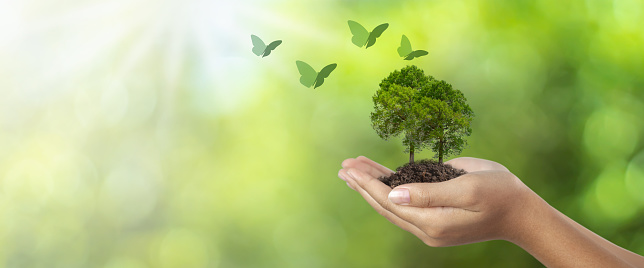 Woman hands planting trees and butterflies flying near, world friendly campaign concept. and social responsibility