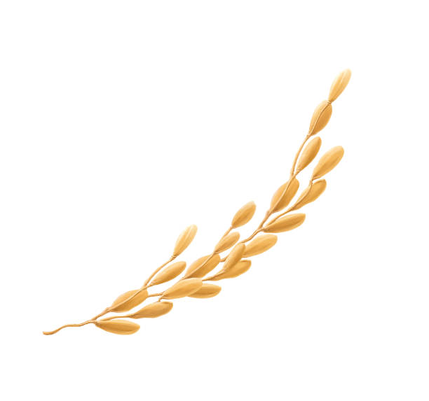 istock Rice illustration, photo realistic , realism, cereal grain 1424145245