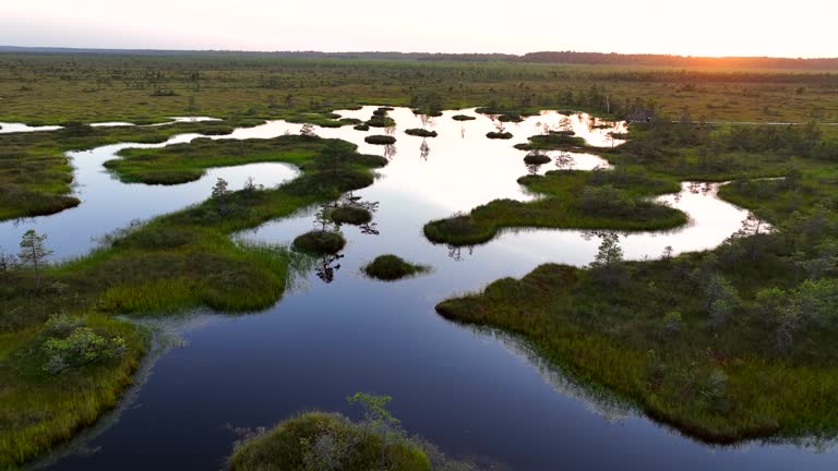 Swamp landscape. Wild mire of Yelnya in Belarus. East European swamps and Peat Bogs.