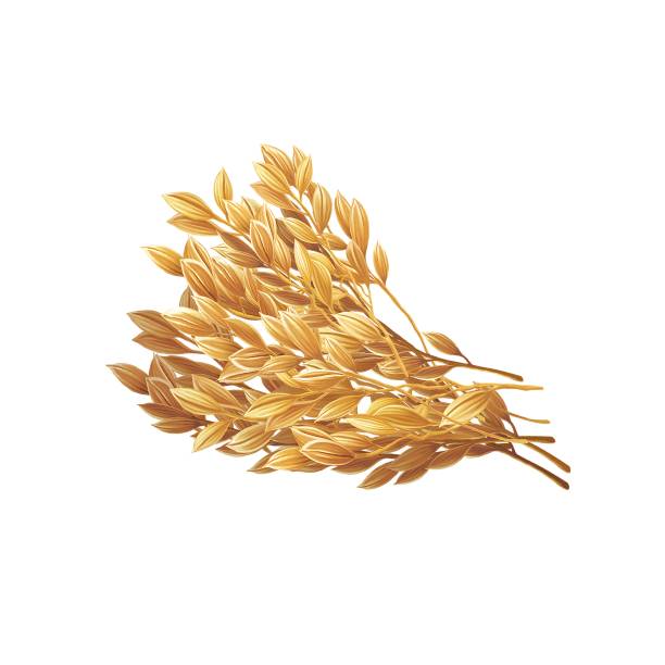 istock Rice illustration, photo realistic , realism, cereal grain 1424145591