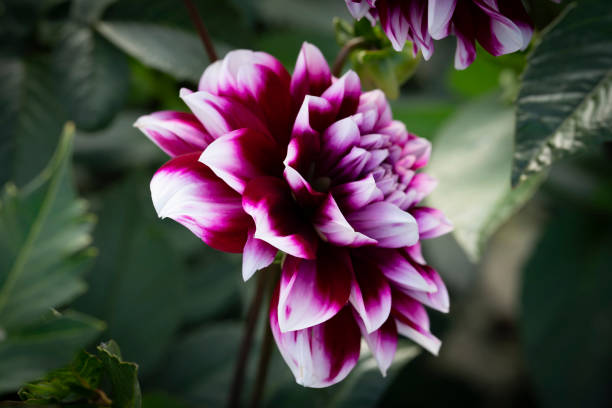 istock Pink dahlia close-up. Floral  background. 1424146731