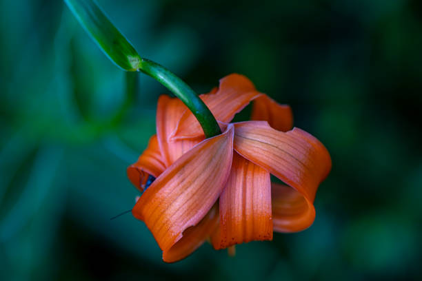 istock Lilium carniolicum flower growing in meadow, macro 1424146755