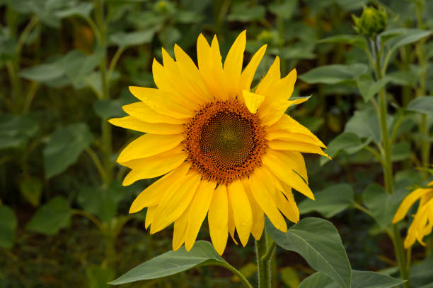 istock Sunflower close-up on a background of greenery. 1424146871