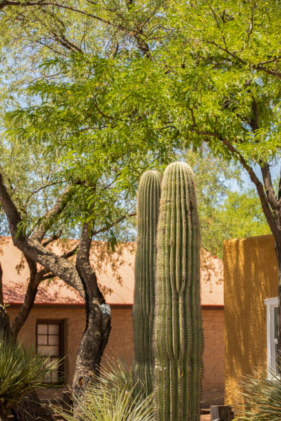 istock Tubac, Arizona 1424150494