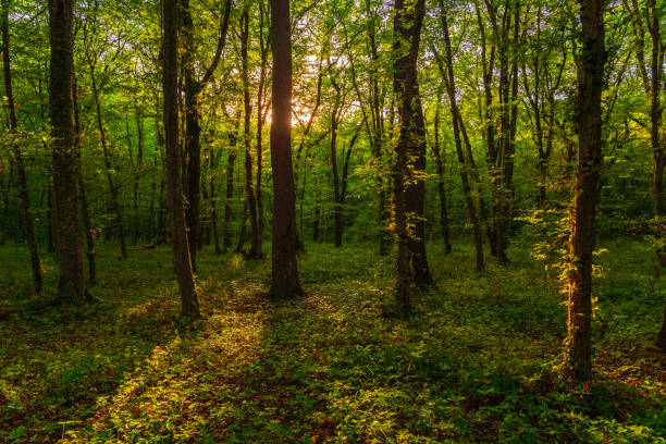 istock Sun beams through thick  trees branches in dense green forest 1424152587