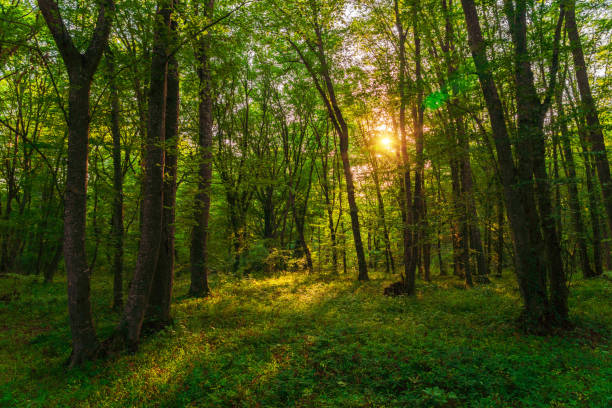 istock Sun beams through thick  trees branches in dense green forest 1424152836