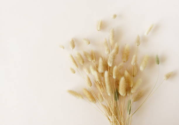 istock Dry fluffy bunny tails grass flowers top view on beige background with copy space. 1424161332