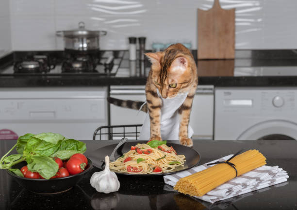 istock at in a white apron stands on its front paws over cooked pasta with cherry tomatoes and basil. 1424162043