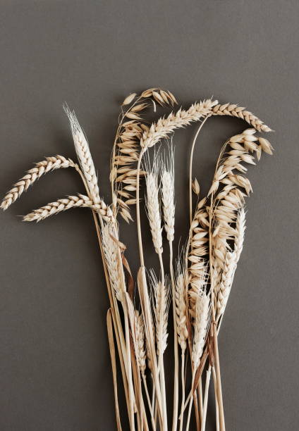 istock dry spikelets pattern close up top view on dark gray background.Floral card.Poster 1424162075