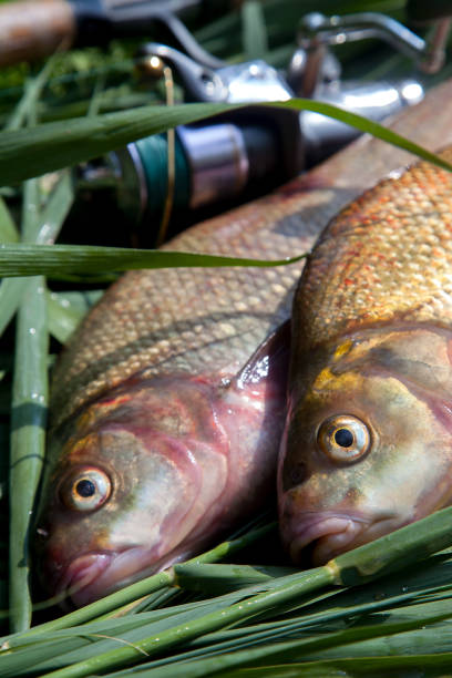 istock Close up view of big freshwater common bream fish on keepnet. 1424162286