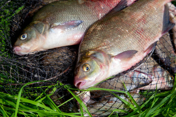 istock Two big freshwater common bream fish on natural background. 1424164413