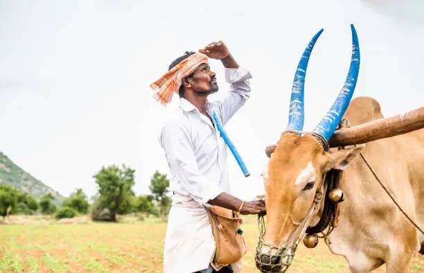 worried Indian farmer with cattle looking up on sky for rain to harvest or crop cultivation at agriculture farmland - concept of climate change, irregular monsoon rains and environment.