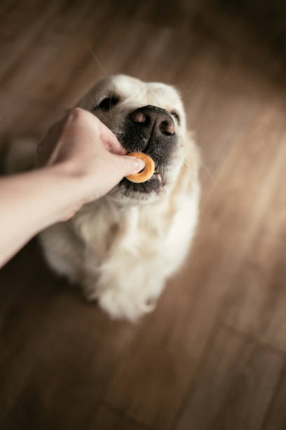 istock White golden retriever eating a round small bagel 1424168007