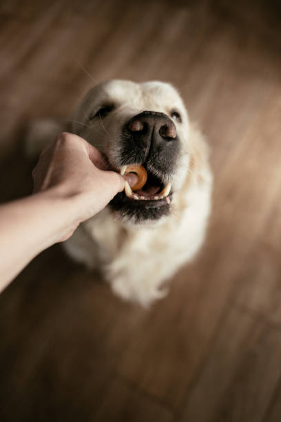 istock White golden retriever eating a round small bagel 1424168031
