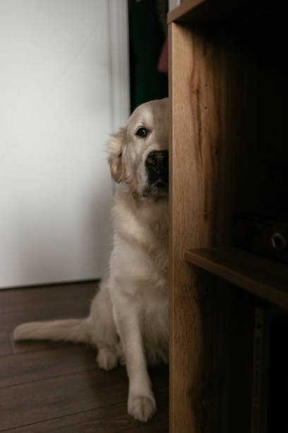 istock White golden retriever hiding behind a closet 1424168040