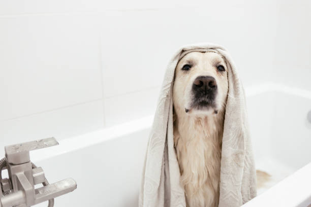 istock White golden retriever taking a bath 1424168056