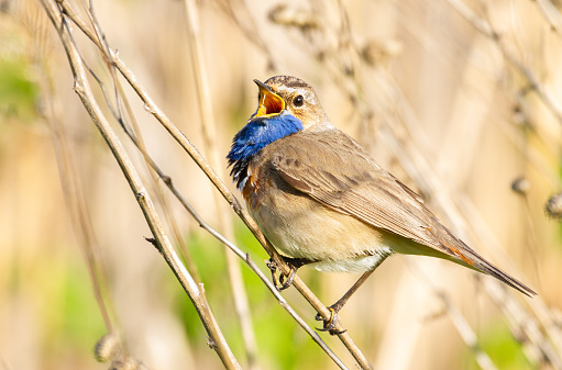 Bluethroat, Luscinia svecica. The male bird sits on a cane stalk and sings