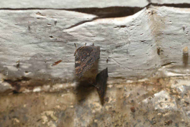 istock Butterfly urticaria sits on the ceiling in the basement. 1424168570