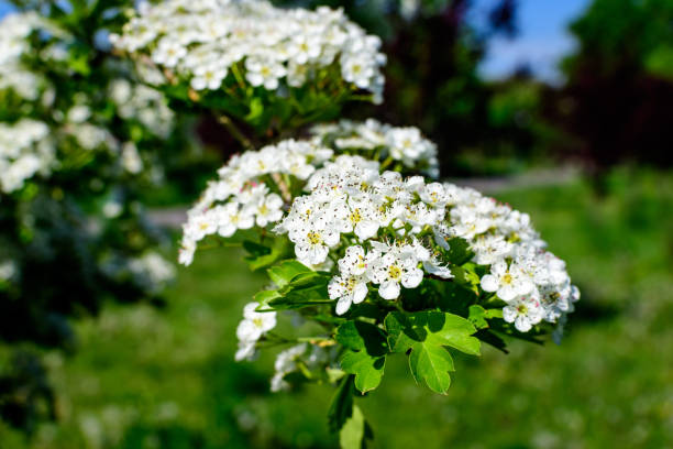 wiele małych białych kwiatów i zielonych liści rośliny crataegus monogyna, znanych jako głóg zwyczajny lub jednosiewny lub głóg jednosiewny, w lesie w słoneczny wiosenny dzień, na zewnątrz tło botaniczne - crataegus monogyna zdjęcia i obrazy z banku zdjęć