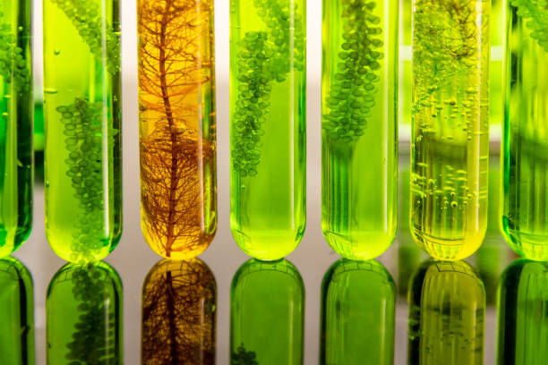 Algae biofuel has a low carbon footprint. Algae biofuel has a low carbon footprint. algae stock pictures, royalty-free photos & images