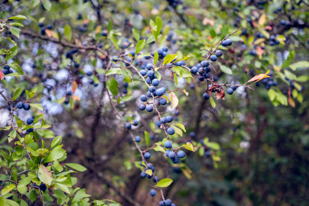 istock Wild blackthorn bushes (lac.Prunus Spinosa) 1424172415