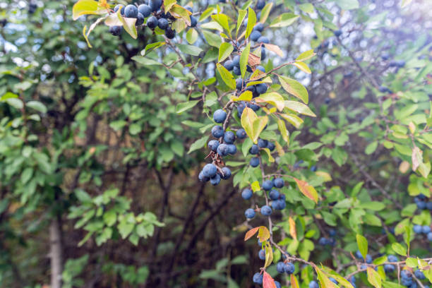 istock Wild blackthorn bushes (lac.Prunus Spinosa) 1424172424