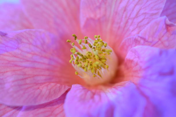 istock Pink flower close-up 1424174556