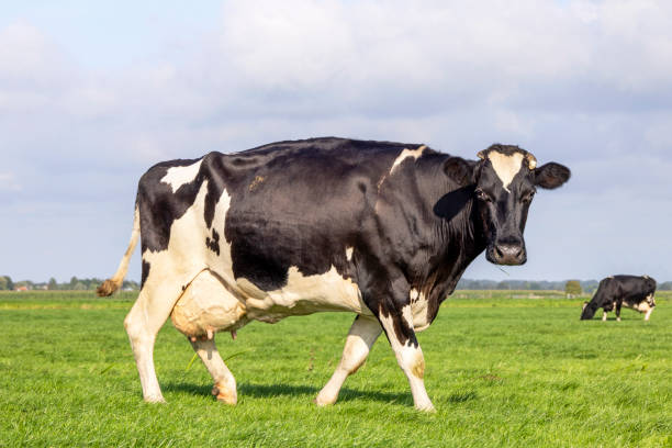 One cow passing by in a pasture, black and white, friesian holstein, a blue cloudy sky stock photo
