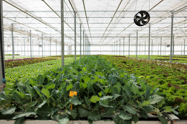 istock Empty greenhouse with fresh fully grown different salad types ready for harvest and delivery to local supermarket 1424178080
