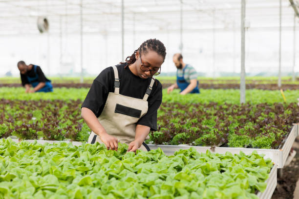 istock Agricultural engineer cultivating organic plants checking for pests in hydroponic enviroment 1424178971