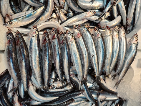 Freshly catched anchovy at Fish market at Istanbul turkey