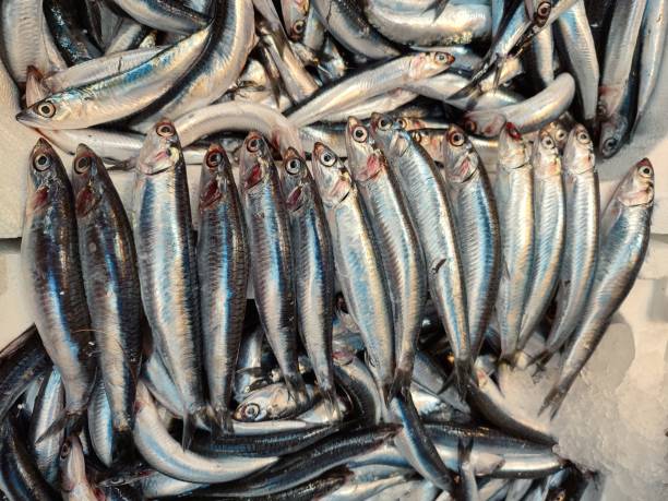 świeżo złowiona sardela na targu rybnym w stambule z indykiem - fish seafood catch of fish freshness zdjęcia i obrazy z banku zdjęć