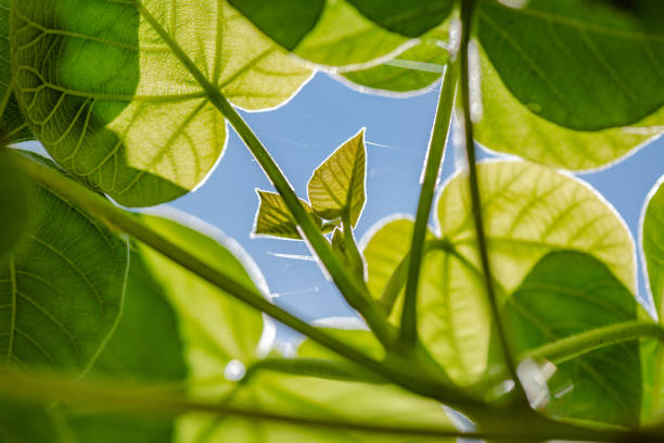 New leaf on the trunk of the fastest growing tree in the world of paulownia stock photo
