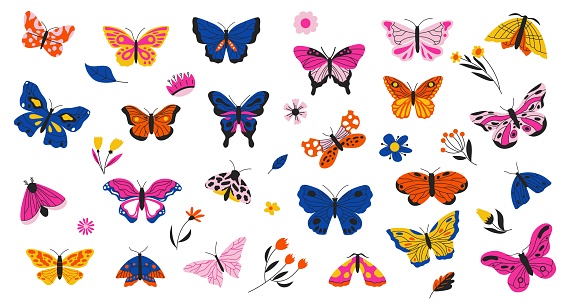 Butterflies and flowers. Exotic moths and tropical plants, decorative vibrant collection of spring colorful flying winged insects and leaves. Vector vivid set