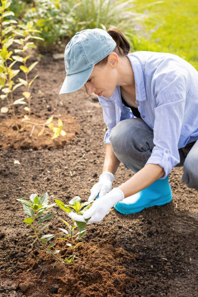 istock Caucasian 40 year old woman doing agricultural work. Weeding a hydrangea plant 1424183227