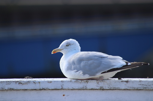 Seagull sitting on wall