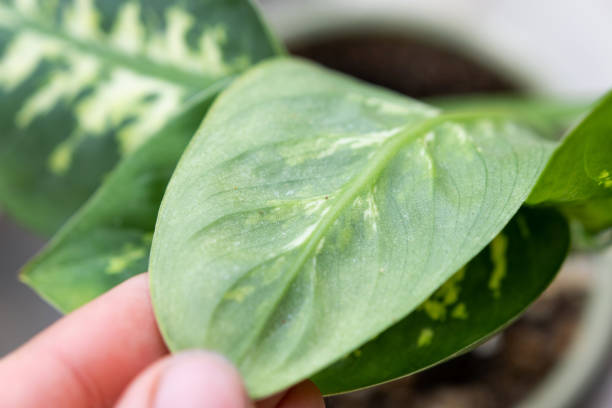 istock Leaves home plant affected by a spider mite, small insects, Problems in the cultivation of domestic plants. Plant treatment and pest and fungus control 1424184777