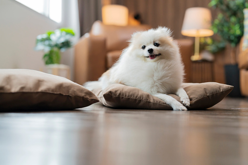 Retrato del perro faldero blanco Perro Pomerania Durmiendo en almohada quédate en casa casual relax fin de semana por la mañana photo