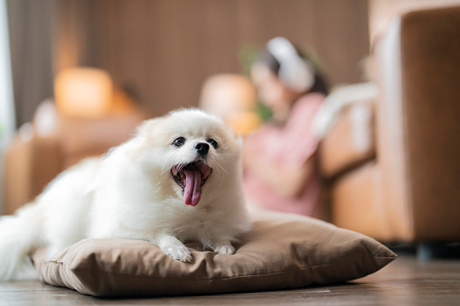Portrait Of white lap dog Pomeranian Dog Sleeping On Pillow stay home casual relax weekend morning