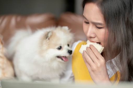 Busy working asian adult female woman freelance is eating sandwich while conference meeting is still progress and her white pomeranian dog it try to steal her food while she is meeting