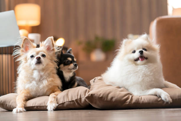 three lap dog chihuahua and pomeranian sitting casual relax on wooden floor at living room,animal stay home with peaceful weekend morning - pets curiosity cute three animals imagens e fotografias de stock